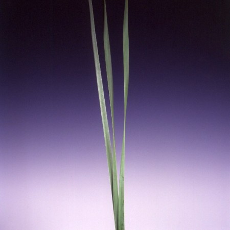 Typha grass Typha latifolia
