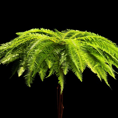 Umbrella Fern Sticherus umbellatus