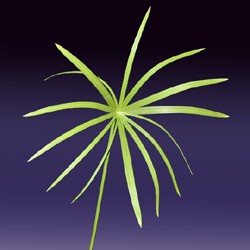 Umbrella Palm