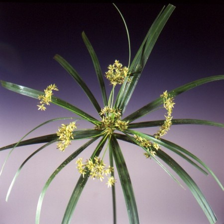 Umbrella Plant Cyperus alternifolia