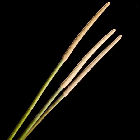 Wallaby Tails Xanthorrhoea