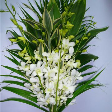 Premium Exotic Orchid Bouquets - Dendrobium