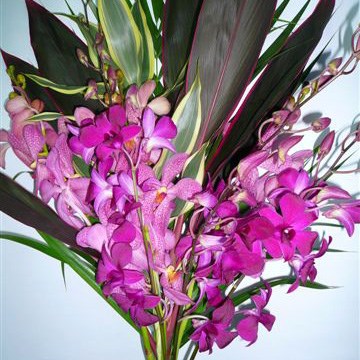 Premium Exotic Orchid Bouquets - Dendrobium & Mokara