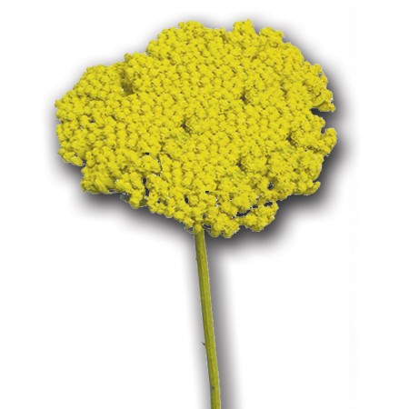 Achillea 'natural yellow' Achillea parker