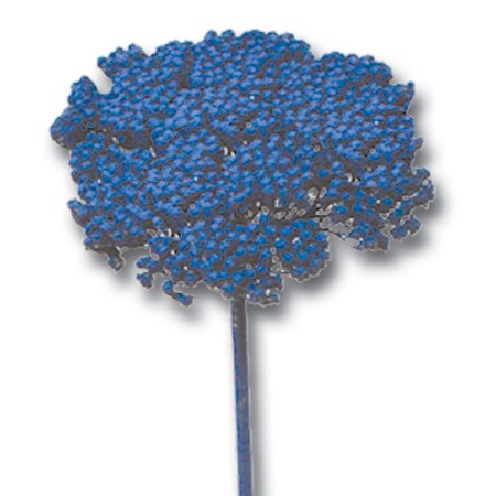 Achillea 'blue' Achillea parker