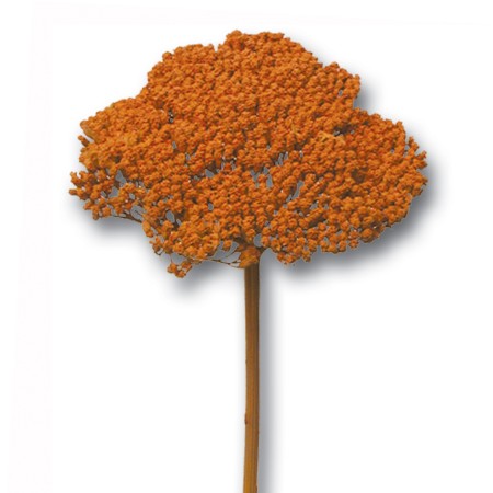 Achillea 'orange' Achillea parker