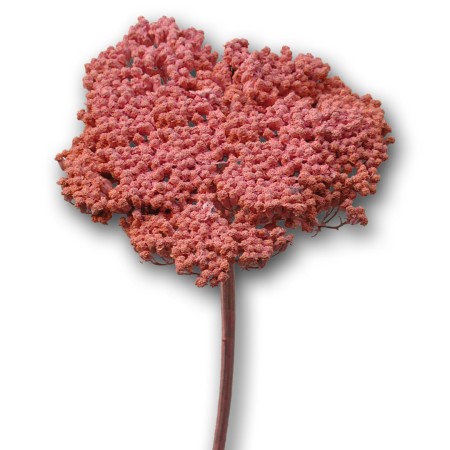 Achillea 'pink' Achillea parker