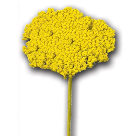 Achillea 'yellow' Achillea parker