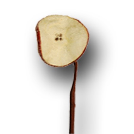 Apple slice on stem 'red'