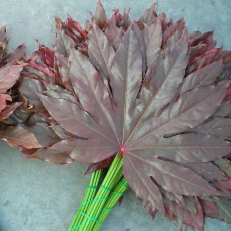 Aralia 'Tinted Red'