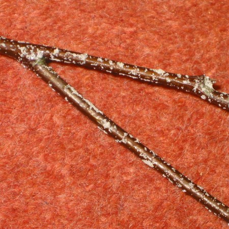 Birch - Frosted Betula pendula