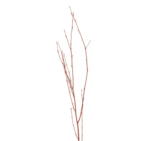 Birch Branch 55 cm 'red' Betula pendula