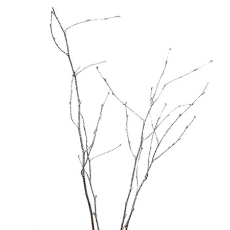 Birch Branch 55 cm 'silver large glitter' Betula pendula
