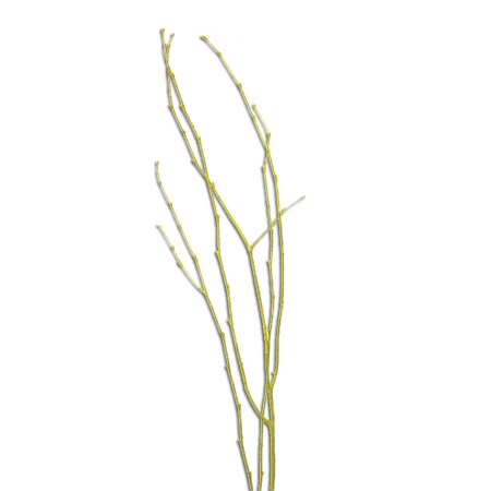 Birch Branch 55 cm 'yellow' Betula pendula
