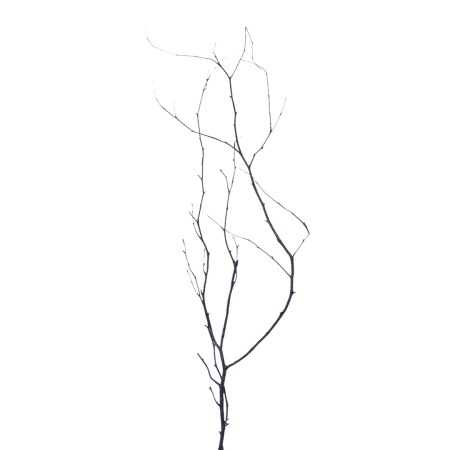 Birch Branch 55 cm 'natural' Betula pendula