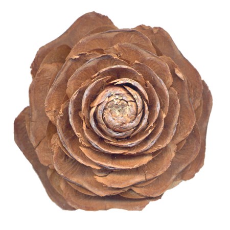 Cedar rose on stem 'natural'