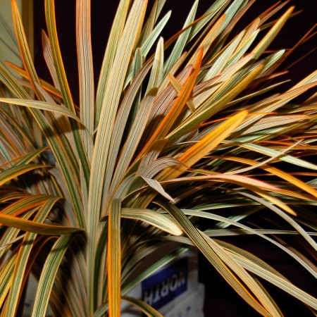 China Grass 'painted orange' Miscanthus sinensis